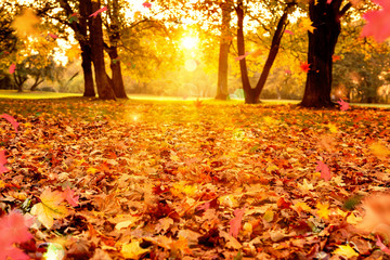 autumn background sunny day