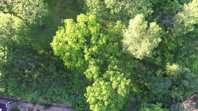 Drone dropping down on trees