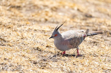 Crested Wood Pigeon on Alert