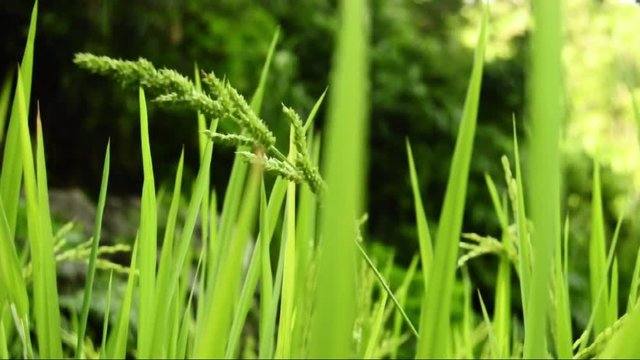 rice plant grass bush field