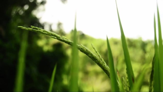 rice plant grass bush field