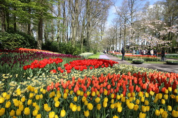 Flowers in Keukenhof Garden, Netherlands
