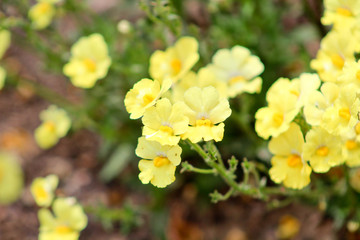 Sommerblüte in Gelb