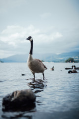 Goose in the lake