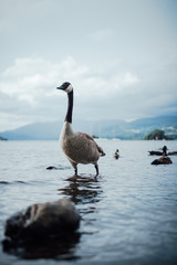 Goose in the lake