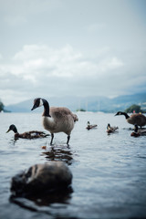 Fototapeta premium Birds in the lake