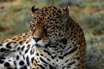 Fototapeta na wymiar Beautiful jaguar portrait. 