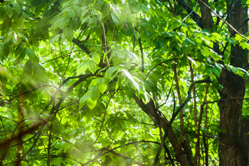 The rain outside the window, a sunshower or blind rain. The sun shines. Wet ash trees