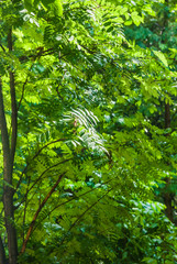 The rain outside the window, a sunshower or blind rain. The sun shines. Wet Rowan trees