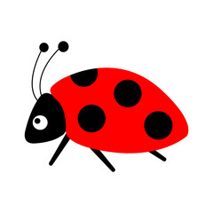 Red black ladybug