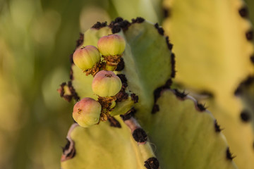 Cactus with Seed Pods 2
