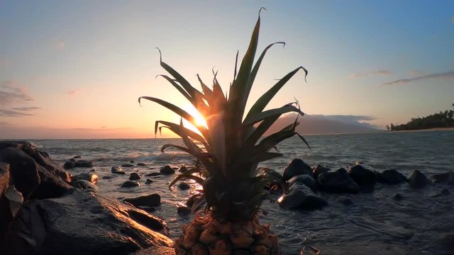 Just a pineapple during sunset on the beach in Maui.