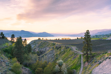 Sunset view of vineyards, Okanagan Lake, and mountains from the Kettle Valley Rail Trail in spring