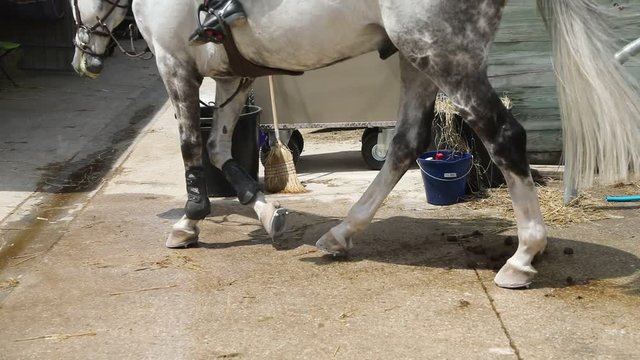 cheval