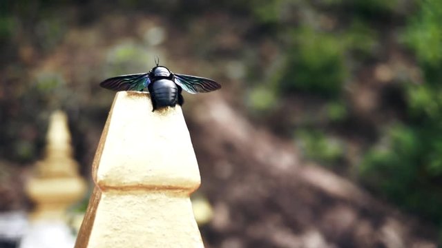 Beetle of unusual color in the asian park