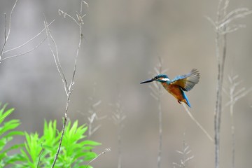 活発に飛び回るカワセミの幼鳥