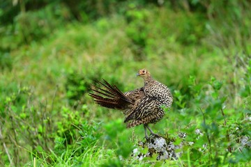 お立ち台でポーズする雌の雉