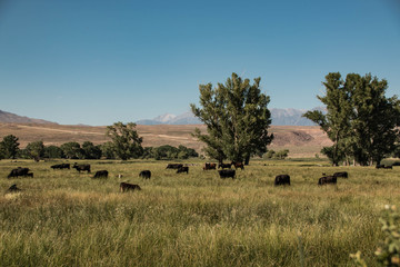 Obraz premium Cattle Ranching