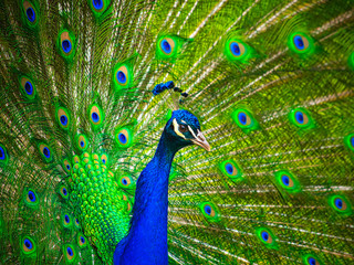 Fototapeta na wymiar Close up of a peacock