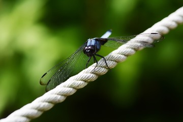 Dragonfly / Orthetrum triangulare melania / Male