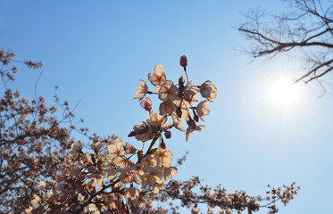 さくら　空　太陽　素材