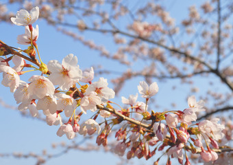 さくら　空　素材