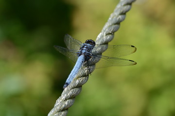 Dragonfly / Orthetrum triangulare melania / Male