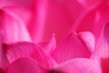 close up beautiful petal of blooming lotus flower