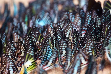 Crédence de cuisine en verre imprimé Papillon group of colorful butterfly wing background.