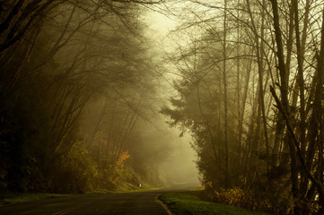 Obraz premium Path into Nature