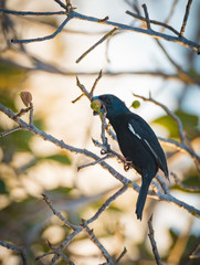 Shiny Cowbird  - Molothrus Bonariensis - Close-Up