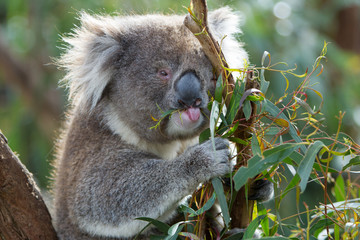 Koala Eating Leaves