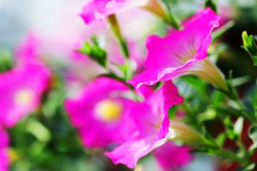 close up of pink petunia flower background