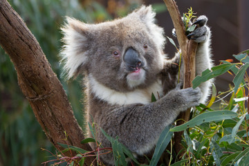 Koala Looking at Camera