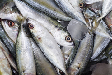 close up of grocery fresh fish in market