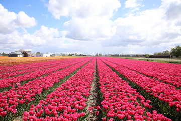 Flower fields in Lisse, Netherlands