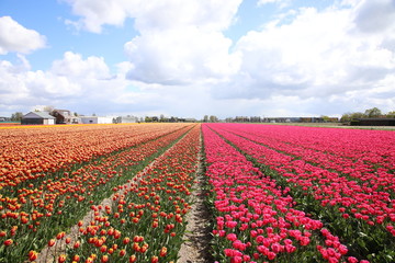 Flower fields in Lisse, Netherlands