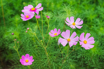 Fototapeta premium cosmos field in winter