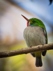 Cuban Tody - Todus Multicolor Closeup