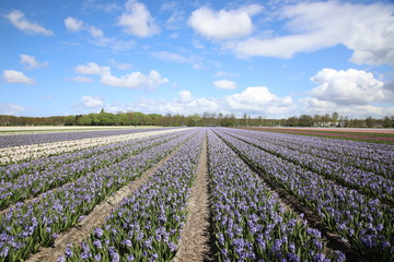 Flower fields in Lisse, Netherlands