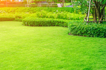 The morning sun shines on the green lawn and the green tree fence. Gardening for the background.