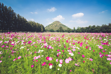 cosmos field in winter