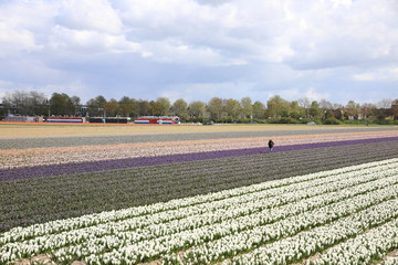 Flower fields in Lisse, Netherlands