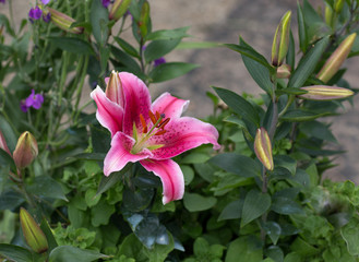 Pink Stargazer Lily