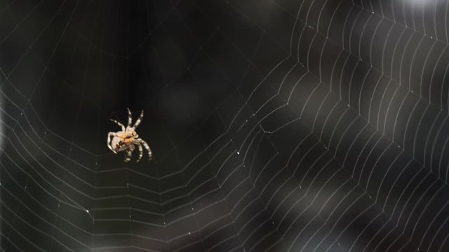 A common garden spider in the process of spinning a web.