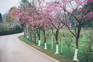 Sakura blossom in winter