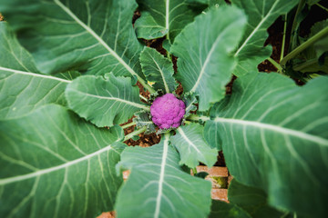 Vegetable plantation in winter