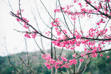 Sakura blossom in winter