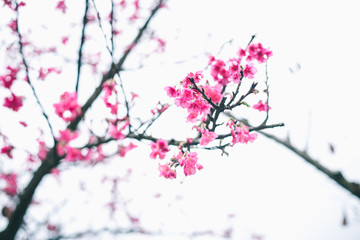 Fototapeta na wymiar Sakura blossom in winter