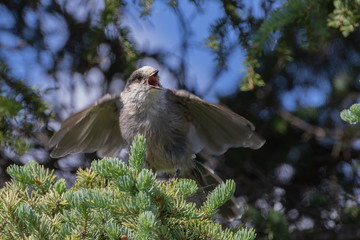 Gray Jay, Grey Jay, Whisky Jack